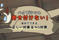 今すぐできるハクビシン対策！大事な畑や家を自力で守る方法