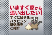 ハクビシンの駆除は自分でできる！簡単退治と二度と来ないようにする方法
