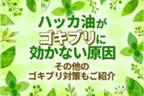 ハッカ油がゴキブリに効かない3つの原因とは？ほかの対策方法も紹介
