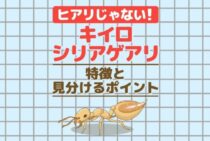 ヒアリと間違えられやすい「キイロシリアゲアリ」その特徴と危険性