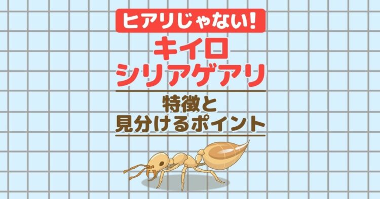 ヒアリじゃない！　キイロシリアゲアリ 特徴と見分けるポイント