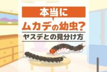 ムカデの赤ちゃんが出た！でも本当にムカデ？どうやって対策する？