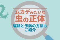 ムカデみたいな虫が家にいる！この正体はムカデ？それともほかの虫…？