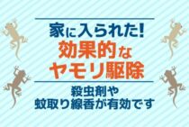 ヤモリが家に入ったら？家の中のヤモリを駆除する効果的な方法とは？