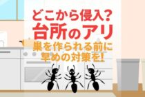 台所にアリが発生は“アレ”が原因？侵入経路を見つけて予防対策を