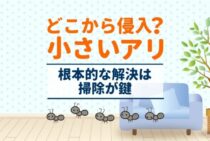 家によく出没する小さいアリの正体は？小さいアリを駆除しましょう！