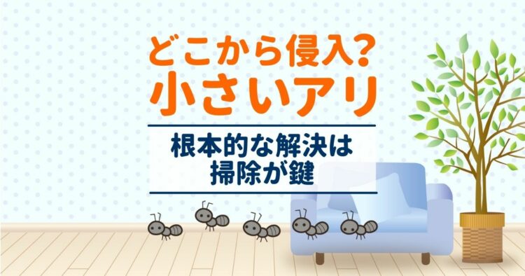 どこから侵入？　小さいアリ 根本的な解決は掃除が鍵
