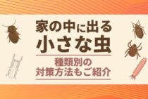 家の中にいる小さい虫はどんな虫なの？代表的な虫を紹介します