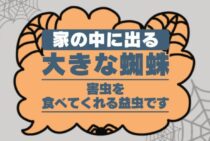 家の中に大きい蜘蛛が！その正体は？人に対して害はあるの？