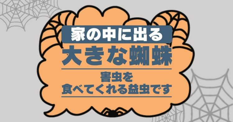 家の中に出る　大きな蜘蛛 害虫を食べてくれる益虫です
