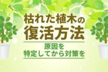 植木が枯れたら復活させよう！原因別に対処方法をご紹介します
