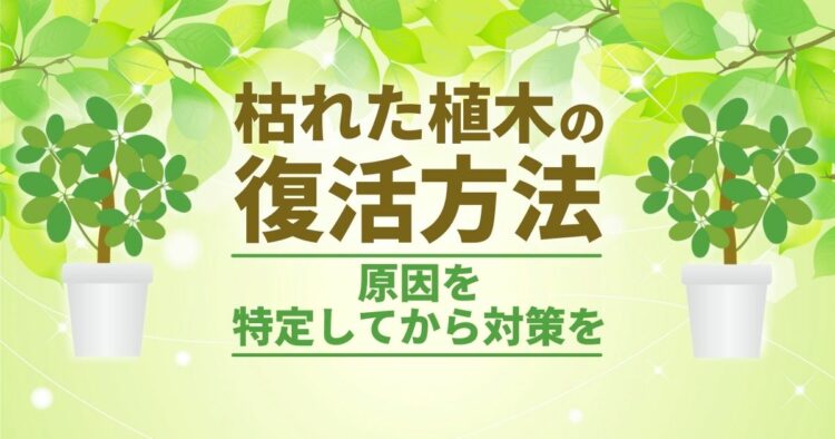 枯れた植木の復活方法 原因を特定してから対策を