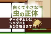 白い小さい虫の正体は？ホコリみたいな虫が大量発生したときの駆除法
