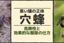 穴蜂はすぐに駆除すべき？庭に現れる怪しい黒い蜂！正しい対処法は