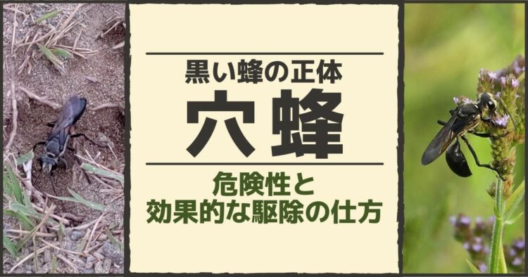 黒い蜂の正体　穴蜂 危険性と効果的な駆除の仕方
