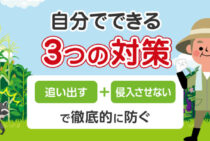 自分でできるアライグマ駆除！農作物被害がピタッと止まる対策方法