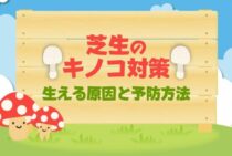 芝生にキノコ！放置してもいいの？それとも対策をしたほうがいい？