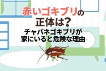 赤いゴキブリの正体がわかる！赤いと危険な理由と先手必勝の対策