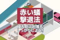 赤い蟻の退治法!この蟻の正体は？退治法や侵入防止方法も解説します