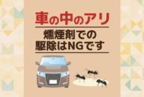 車の中に蟻がいた！もしかして巣がある？駆除するにはどうするの？