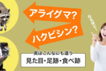 ハクビシンとアライグマを一瞬で見分ける！3つの違いと追い出し方