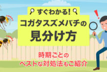 コガタスズメバチを一瞬で判別する方法！安全な駆除のための基礎知識