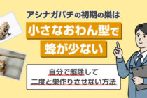 すぐわかる！アシナガバチの初期の巣を見極めて刺されず自力で駆除する方法