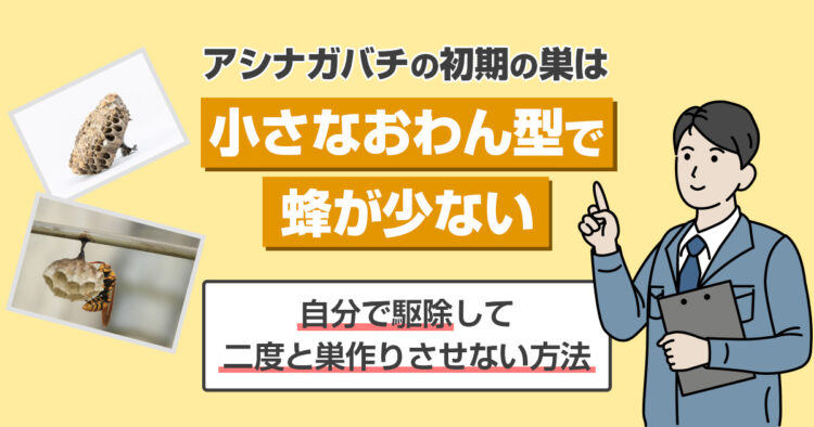 アシナガバチの初期の巣は小さなおわん型で蜂が少ない