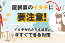 イタチ被害を今すぐストップ！迷惑すぎる5つの被害と効果的な対処法