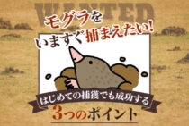 モグラの捕獲を成功させる正しい手順｜捕獲のコツや捕獲器をご紹介