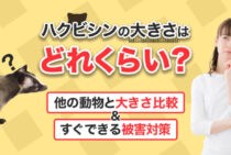 意外と大きい！ハクビシンの大きさ比較と被害を防ぐためにできる3つのこと