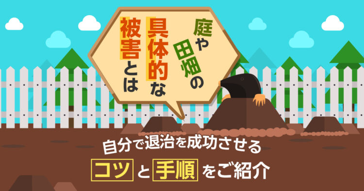 自分で退治を成功させるコツと手順をご紹介