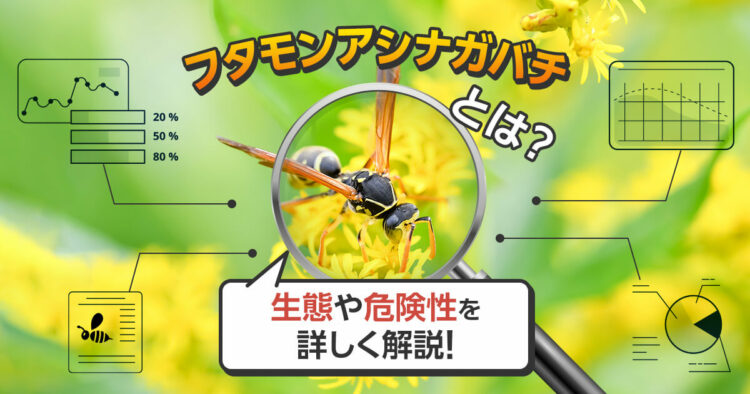 フタモンアシナガバチとは？