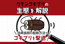 ワモンゴキブリの生態がバッチリわかる！らくらく駆除する方法も紹介